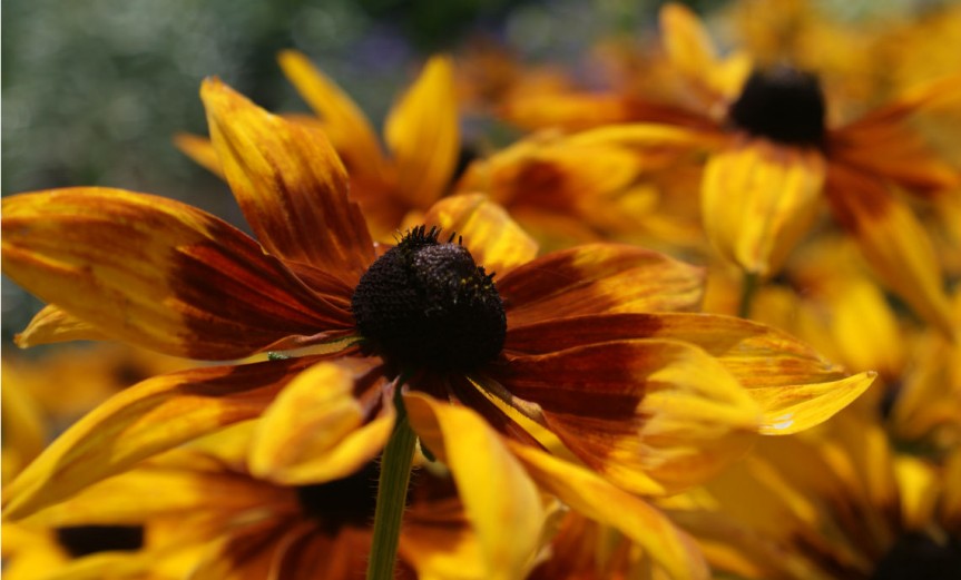 Black-eye-susan-1140x700