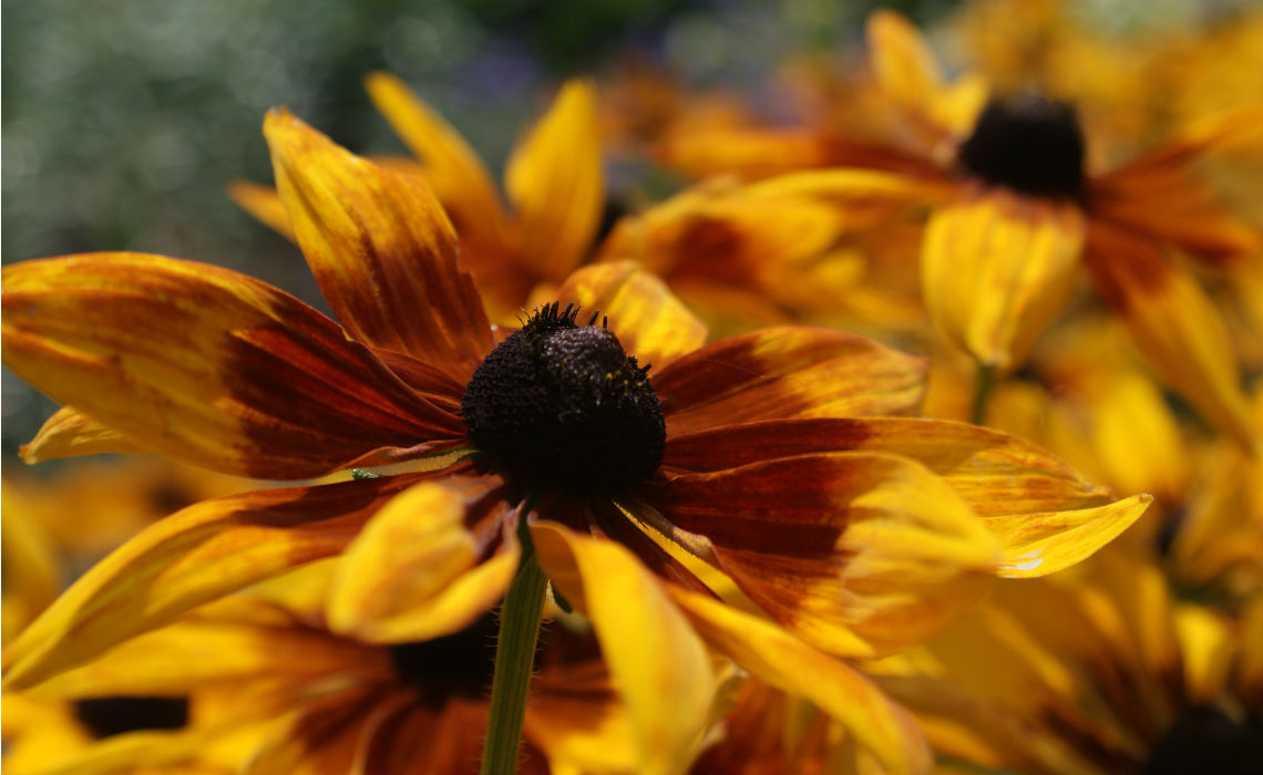 Black-eye-susan-1140x700